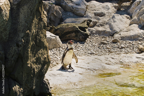 Photo: Penguin Penguin