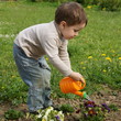 Boy carefully watered flowers