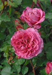 rosier de jardin