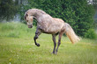 Pferde - Andalusier buckelt auf der Wiese