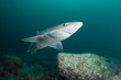 Photo: Curious spiny dogfish shark Curious spiny dogfish shark