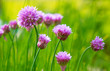 frühling,blumen