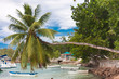 cocotier penché sur le port de La Digue aux Seychelles