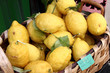 Limoni della costiera Amalfitana