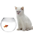 cat and a gold fish