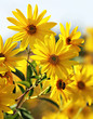 Jerusalem artichoke