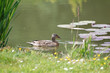 canard canard