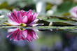 Reflet de nénuphar
