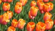 orange tulips, closeup of beautiful flowerbed, Yuri Gagarin sort