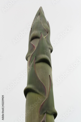 Foto: agave americana agave americana