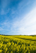 Rapsfeld