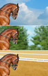 Photos : Dressage: head of bay stallion