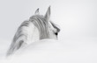 Andalusian horse in a mist