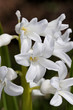 Hyacinth.