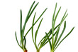 Spring onion