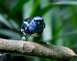 Blue Bird