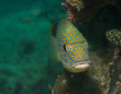 Bluestriped Grunt, picture taken in south east Florida.