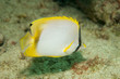 Spotfin Butterfly, picture taken in south east Florida.
