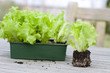 Foto: Lettuce seedlings on a garden table Lettuce seedlings on a garden table