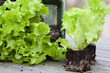 Lettuce seedlings with earth