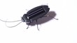 hand and vibrating toy black beetle with solar battery
