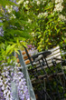 Balcony with blue wisteria