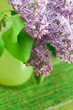 bushes of a blooming spring lilac