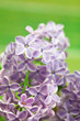 bushes of a blooming spring lilac