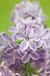 bushes of a blooming spring lilac