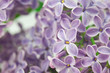 bushes of a blooming spring lilac