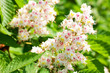 chestnut flower on a background of green leaves