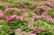 pink peony flower garden