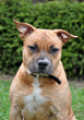 american staffordshire terrier american staffordshire terrier