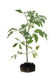 plant de tomates plant de tomates