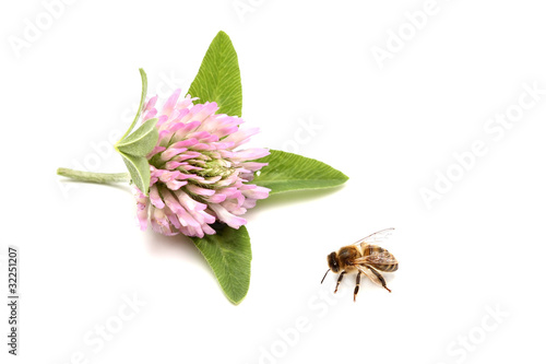 Foto: abeille abeille