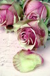 Rosen auf Brief