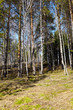 Siberian forest
