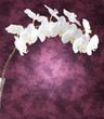 Orchidea su sfondo porpora