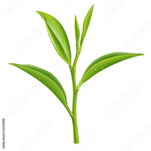 Illustration: Green Tea Green Tea