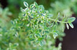 thym panaché