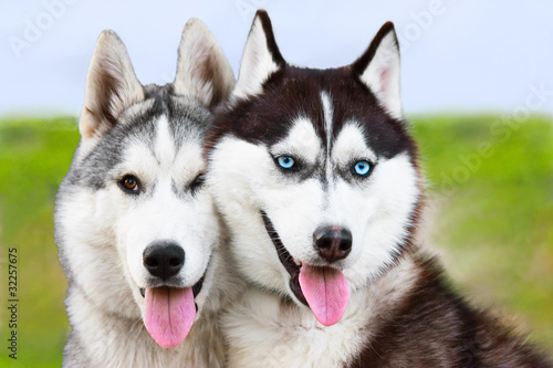 Photo: couple of young siberian huskies couple of young siberian huskies