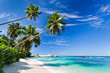 seychelles plage cocotier