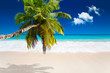 seychelles plage cocotier seychelles plage cocotier