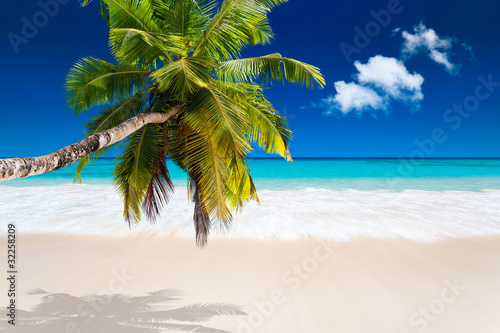Photo: seychelles plage cocotier seychelles plage cocotier