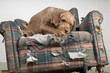 Image : Dog demolishes chair