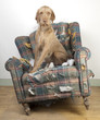 Dog demolishes chair Dog demolishes chair