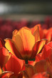 red an yellow tulips
