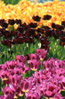 colorfull tulips