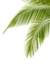 Palm tree