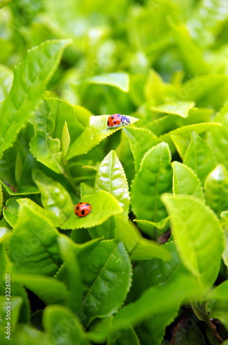Photo: お茶畑のテントウムシ/無農薬 お茶畑のテントウムシ/無農薬